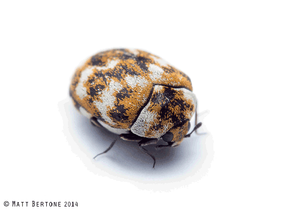A close-up of a varied carpet beetle with a rounded, mottled brown, white, and yellow body on a white background.
