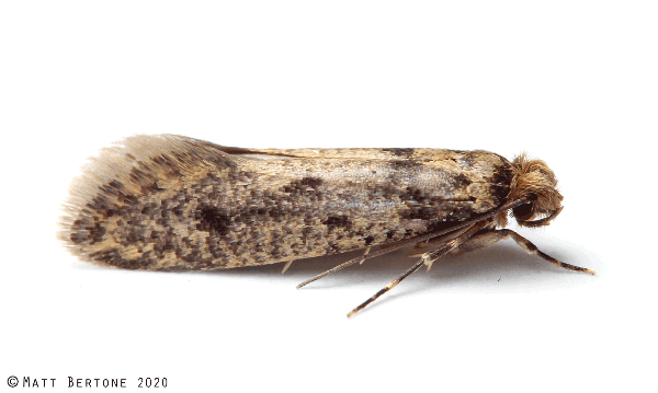 A close-up side view of a brown and tan mottled moth with folded wings, resting on a white background.