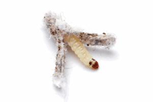 A close-up of a small, cream-colored larva emerging from a fibrous, cotton-like material on a white background.