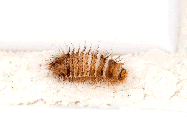 Close-up of a brown, hairy insect larva with segmented body, crawling on a white, textured surface.